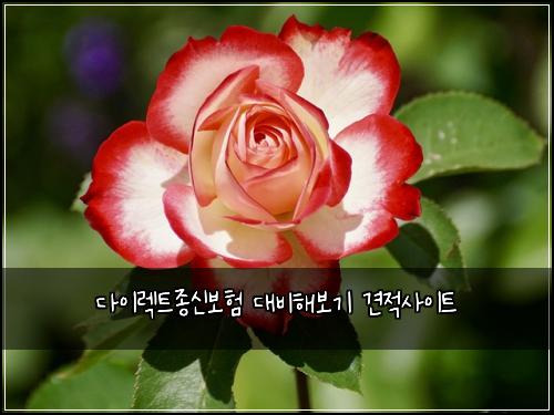 다이렉트종신보험 대비해보기  견적사이트