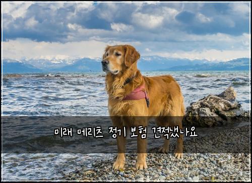 미래 메리츠 정기 보험 견적냈나요 