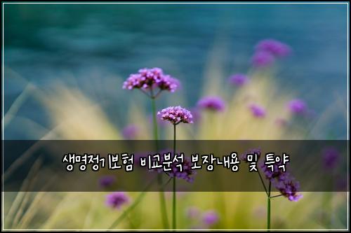 생명정기보험 비교분석  보장내용 및 특약