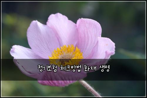 정기보험 체크방법  화재 생명