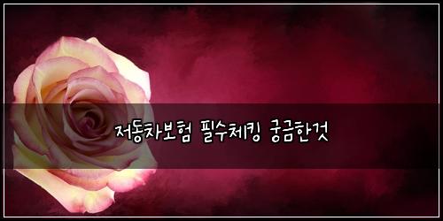 저동차보험 필수체킹  궁금한것