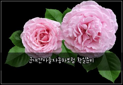군대간아들자동차보험 확실준비 