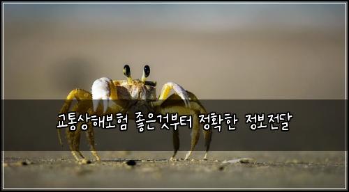 교통상해보험 좋은것부터  정확한 정보전달