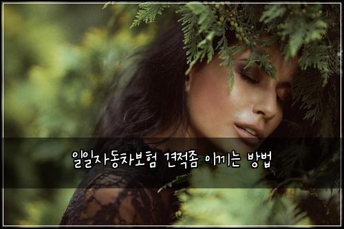일일자동차보험 견적좀  이끼는 방법