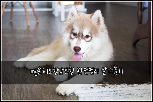 mg์ํด๋ณดํ์๋ณดํ ์์ ์ ๋ฆฌ ์ดํด๋๊ธฐ