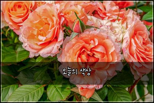 오늘의 색상