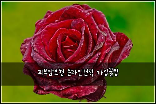 피부암보험 온라인견적  가입꿀팁