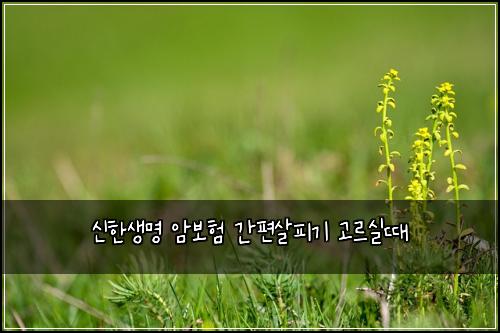 신한생명 암보험 간편살피기  고르실때