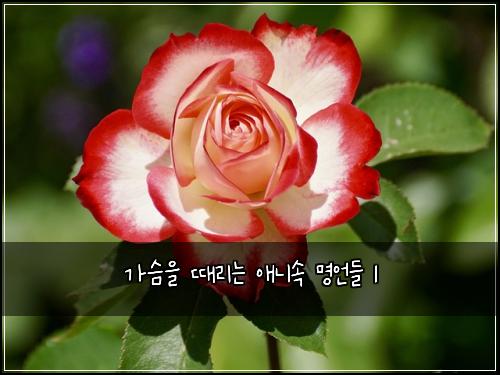 가슴을 때리는 애니속 명언들 1