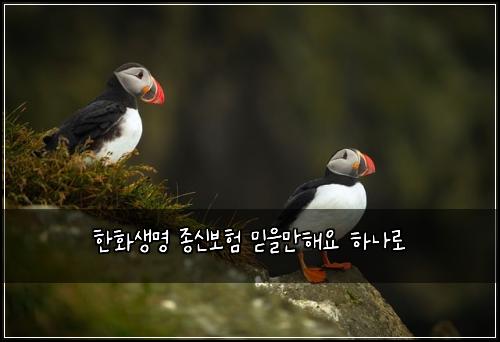 한화생명 종신보험 믿을만해요  하나로