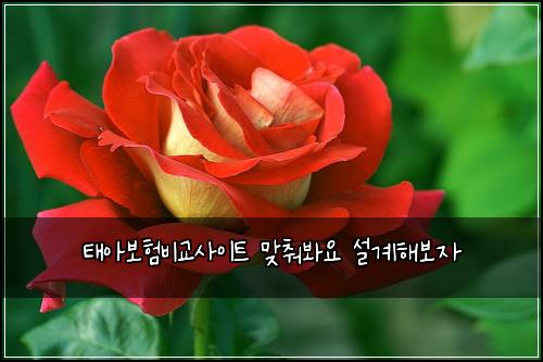 태아보험비교사이트 맞춰봐요 설계해보자