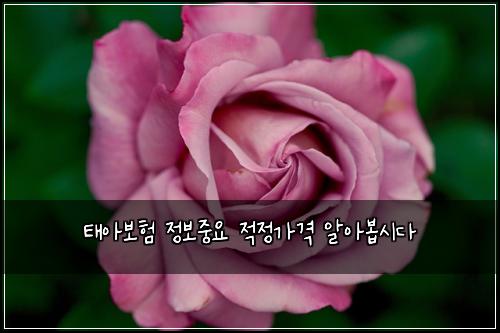 ํ์๋ณดํ ์ ๋ณด์ค์ ์ ์ ๊ฐ๊ฒฉ ์์๋ด
์๋ค