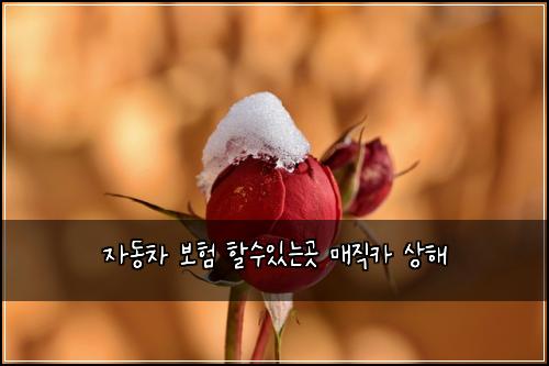 자동차 보험 할수있는곳  매직카 상해