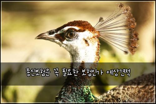 종신보험은 꼭 필요한 보험인가 예상견적