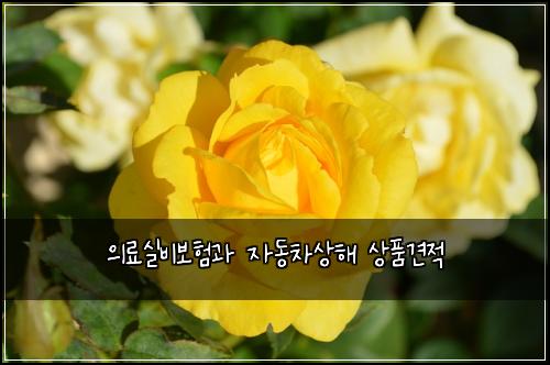 의료실비보험과 자동차상해 상품견적