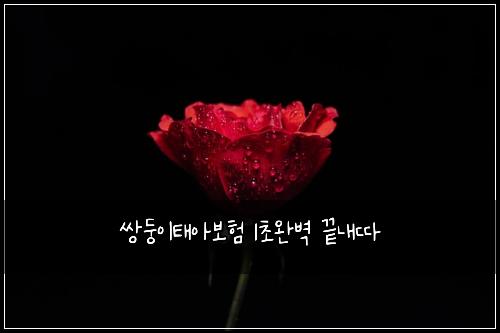 쌍둥이태아보험 1초완벽  끝내따