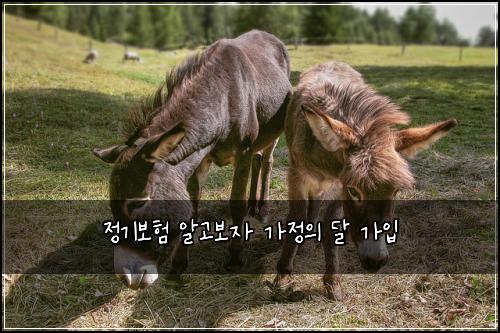 정기보험 알고보자  가정의 달 가입
