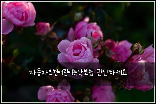μλ차보νμ΄λ¦°μ΄νΉμ½λ³΄ν νλ¨νμΈμ