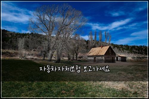자동차자체보험 보고가세요 