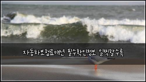 자동차보험료매년 필수확인정보 일찍할수록
