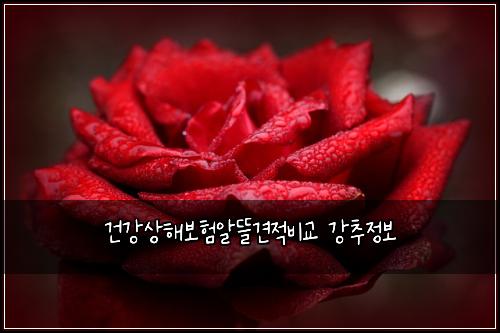 건강상해보험알뜰견적비교 강추정보