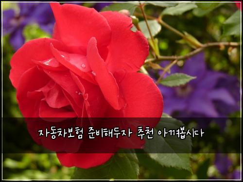 자동차보험 준비해두자  추천 아껴봅시다