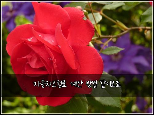 μλ차보νλ£ κ³μ° λ°©λ² κ°μ΄λ³΄μ£