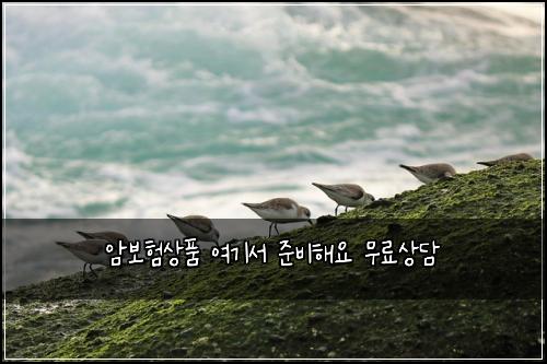암보험상품 여기서 준비해요 무료상담