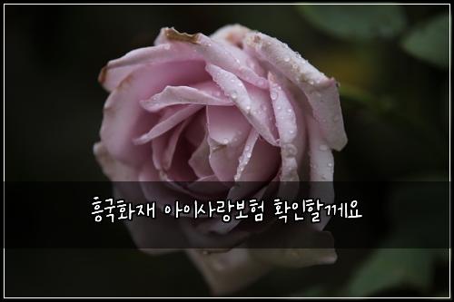흥국화재 아이사랑보험 확인할께요 