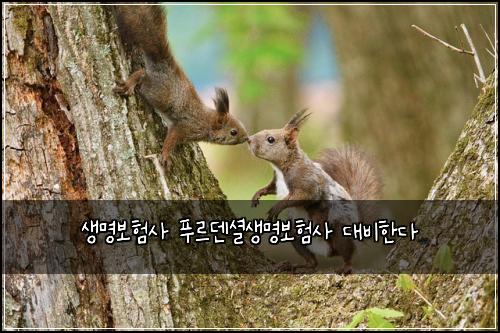 생명보험사 푸르덴셜생명보험사 대비한다
