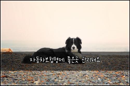 자동차보험형제 좋은곳 관리해요