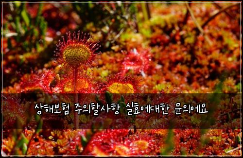 상해보험 주의할사항  실효에대한 문의에요