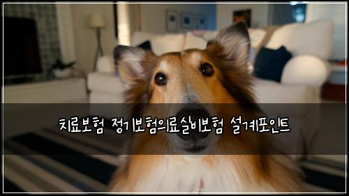 치료보험 정기보험의료실비보험 설계포인트