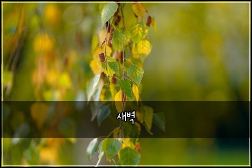 새벽