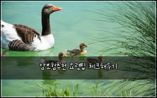 암보험추천 요령팁 체크해두기