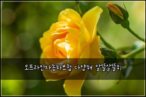 오프라인자동차보험 다양해  알뜰살뜰히