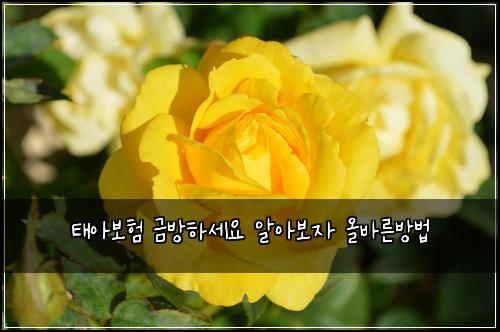 태아보험 금방하세요  알아보자 올바른방법