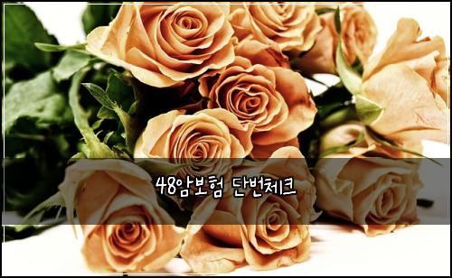 48암보험 단번체크 