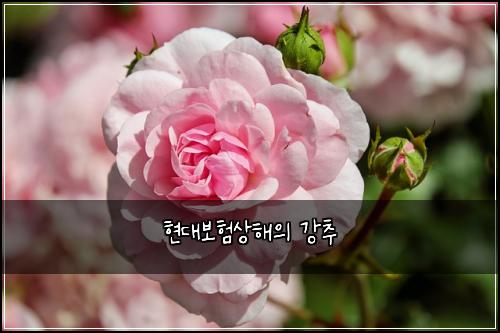 현대보험상해의 강추