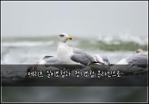 메리츠 실비보험과 정기보험 온라인으로