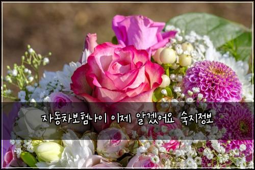 자동차보험나이 이제 알겠어요 숙지정보