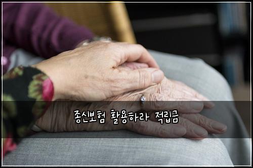 종신보험 활용하라  적립금