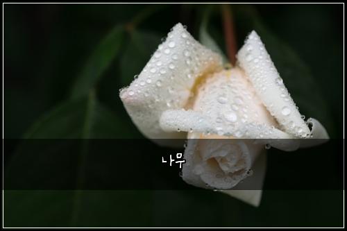 나무