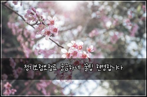 정기보험보험료 궁금하네 꿀팁 현명합니다