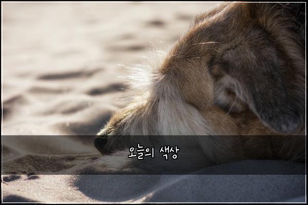 오늘의 색상