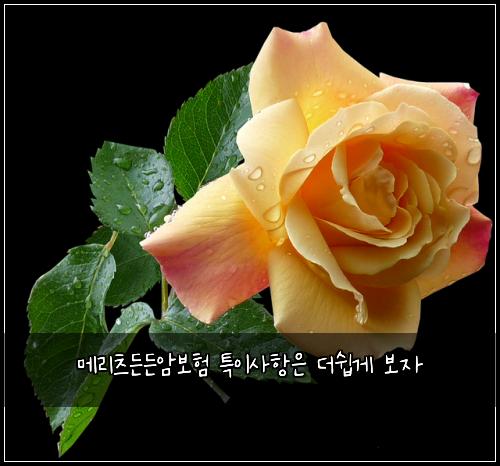 메리츠든든암보험 특이사항은  더쉽게 보자