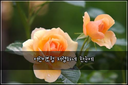 어린이보험 저렴하네  한눈에