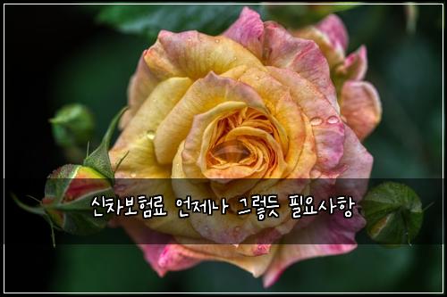 ์ ์ฐจ๋ณดํ๋ฃ ์ธ์ ๋ ๊ทธ๋ ๋ฏ ํ์์ฌํญ