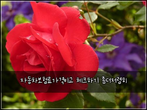 자동차보험료가격비교 체크하기 좀더저렴히
