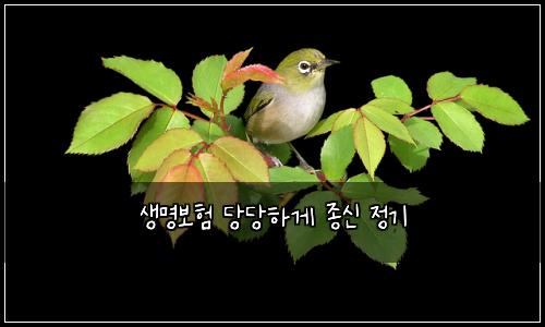 생명보험 당당하게  종신 정기